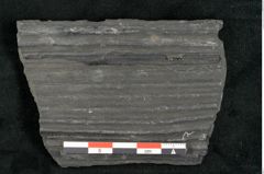 Foto (Detailansicht) von Sigillaria elongata Brongniart (NHMW-GEO-2024-0188-11069)